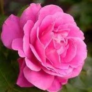 Mrs.  Judith (nee Koenig) Radcliffe