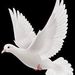 Joyce A. Hemminger Joyce A. Hemminger