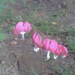 Bleeding Hearts