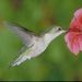 Rose M. Kellett Obituary Photo
