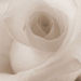 Margaret H. Marcinelli Obituary Photo