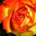 Bruce Dale Wixtrom Obituary Photo