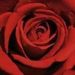 Harley Paul Haley Obituary Photo