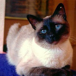Mrs.  Alice M. (nee Tonderski) Koziol