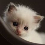 just a little kitten