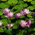 Water lilies 