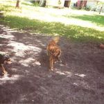 Willis Dog Dutchess