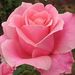Jo Ann Wright