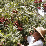 Papa in his Kauai garden, havesting lychees.