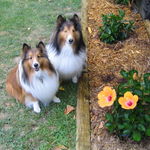 Best friends-Max and Champ