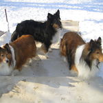 Champ with Max and Tiger