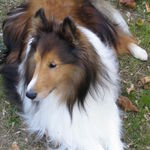 Model Sheltie