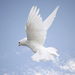 Roseann Marie (nee Nardone) McBride Obituary Photo