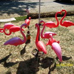 WOW...the flamingos brought friends this time!! (lol)...tipton 2008
