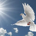 William Joseph O'Connor Obituary Photo
