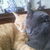 Garfield and Otis we love you daddy!