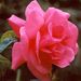 Helen Vallie Grace Obituary Photo