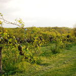 Darrells vineyard, second year, 2011