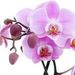 Sue Ann  Rogers Obituary Photo