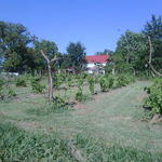 Darrell and Kelly's Vineyard