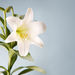 Elizabeth  Belton Williamson Obituary Photo