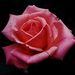 Angelina Leonides Arias Obituary Photo