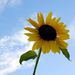 Colleen Carol Ferguson Obituary Photo