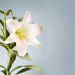 Margaret E. Petersen Obituary Photo