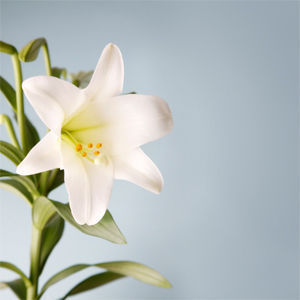 Mrs. Judith McLain-Offenheiser Pedersen