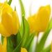 Genoveva Ayala Obituary Photo