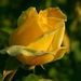 Jean Ann Rosinski Obituary Photo