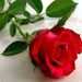 Lorraine E. Coyle Obituary Photo