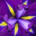 Lois Louise Chapman, "Edith" Obituary Photo