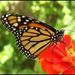 Mely Totti Luggo Obituary Photo