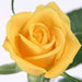 Rebecca Gurecki Obituary Photo