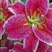 Shirley E. Doster Obituary Photo