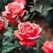 Grace M. (nee Bambino) Gricco Obituary Photo