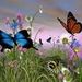 Patricia Anderson Obituary Photo
