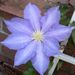 Susan Hardee Gillispie Obituary Photo
