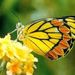 Carole Ann Pace Obituary Photo
