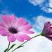 Ann W. Nassal Obituary Photo