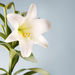 Nancy Kay Bronson Obituary Photo