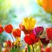 Pauline N Berry Obituary Photo