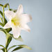 Zeta Monee Bratton Obituary Photo