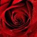 Beatta  D. Lewis Obituary Photo