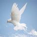 John Ralph Ellis Obituary Photo
