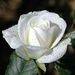 Emily Earline Robkin Obituary Photo