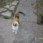 patches mamas kitty