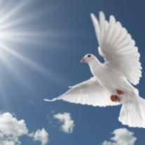 Barbara B. Weinfurtner Barbara B. Weinfurtner