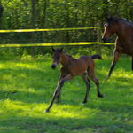 Bonnie and Nutmeg May of 2011
